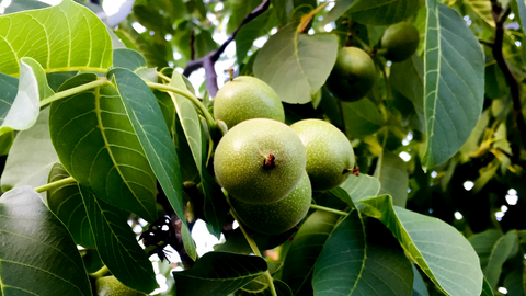 rito del falò del Solstizio d'estate nella notte di san giovanni durante la raccolta di noci per il nocino 2406